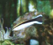 Cleaner Wrasse